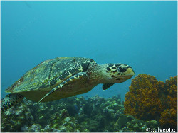 Hawksbill turtle Tortue A Ecailles Erethmochelys imbricata Off Carangues - Jardin Jap 28 Dec 2011 P1010805