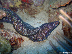 Spotted moray MuREne tachetEe Gymnothorax moringa Off Pisc-barrac to Corail 12 Jan 07 6714