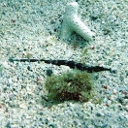 Pipefishes