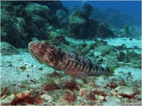 Sand Diver Lizardfish