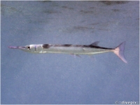 Flat Needlefish