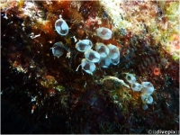 Bulb Tunicate