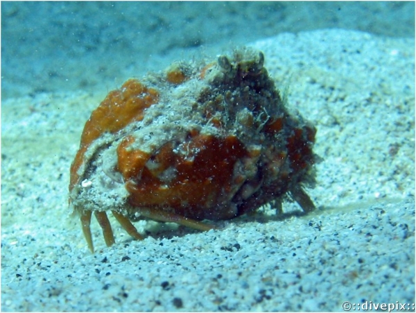Rough Box Crab