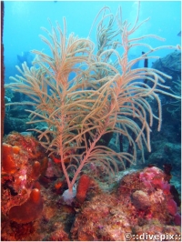 Slimy Sea Plume