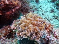 Maze coral, or Butterprint rose