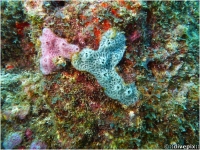 Blue or Pink Icing Sponge spp.