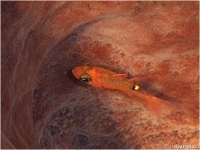 Whitestar Cardinalfish