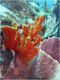 Red-Orange Branching Sponge sp.,