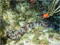 Beaded Sea Cucumber