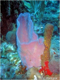 Pink Vase Sponge