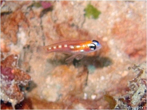 Glass Goby or Masked Goby