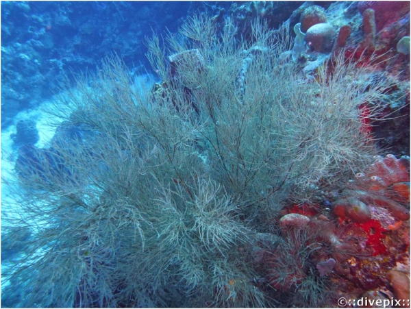 Bushy Black Coral