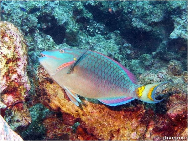 Stoplight Parrotfish