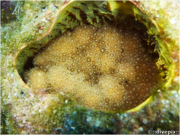 Brown Sponge Zoanthid