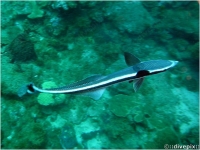 Whitefin Sharksucker