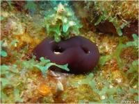 Reef Tunicate