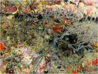 Scraggly Black Coral
