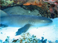 Requin Nourrice
