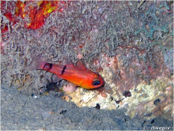 Belted Cardinalfish