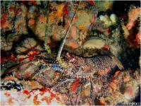 Spotted Spiny Lobster