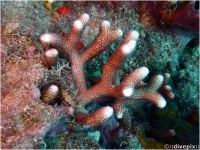 Thin Finger Coral