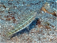 Bluestriped Lizardfish