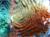 Whitestar Sheet Coral