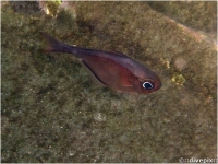 Glassy Sweeper, or Hatchetfish