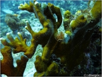 Branching Fire Coral