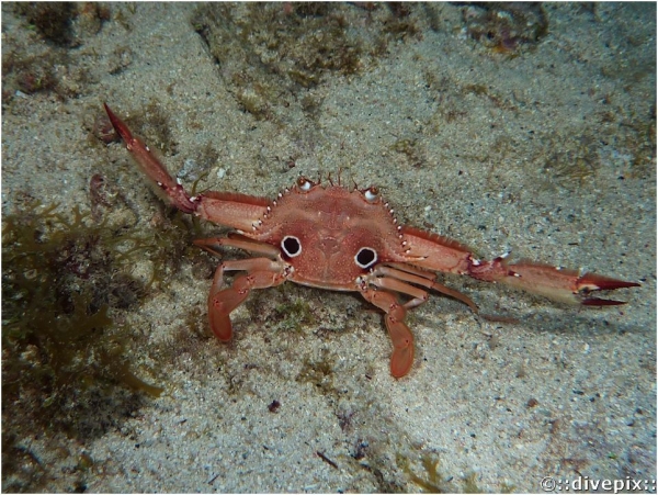 Ocellate Swimming Crab