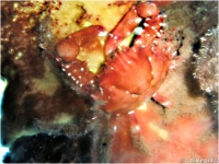 Red-ridged Clinging Crab