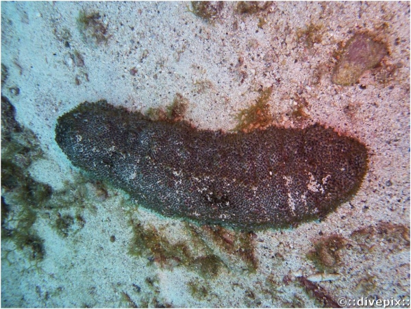 Harlequin Sea Cucumber