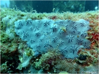 Blue Star Encrusting Sponge