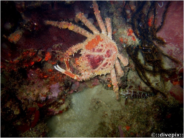Hairy Clinging Crab