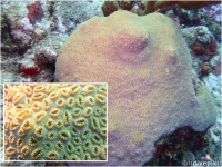 Elliptical Star Coral