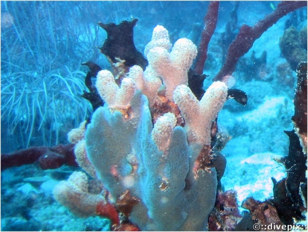Branched Finger Coral