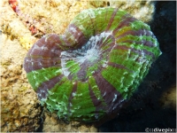 Atlantic Mushroom Coral
