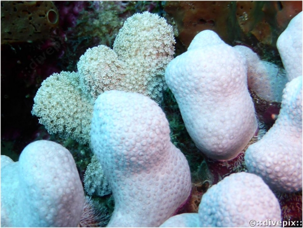 Clubtip Finger Coral or Club Tipped Finger Coral