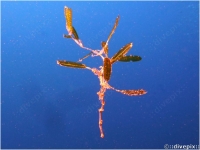 Halophila Sea Grass