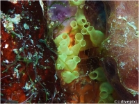 Tunicate, Unknown