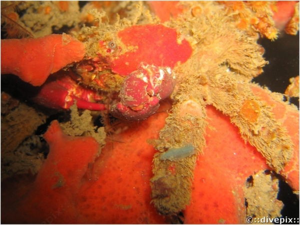 Antilles Sponge Crab
