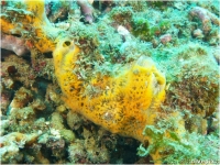 Orange Icing Sponge