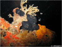 Black Overgrowing Tunicate