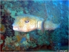 Porcupinefish    (not Longspine Porcupinefish q.v.)
