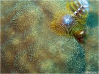 Blushing Star Coral