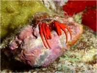 Red Reef Hermit
