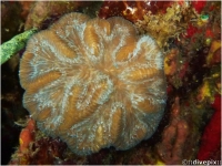 Rose Coral-tortugas or Rose Coral