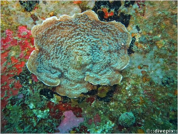 Sunray Lettuce Coral