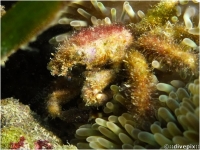 Anemone Crab or Banded Clinging Crab