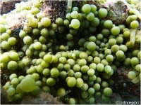 Green Grape Alga (a.k.a Sea Grape)